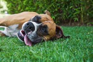 Boxer resting on grass