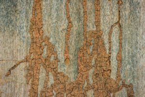 Damage wood wall by termite