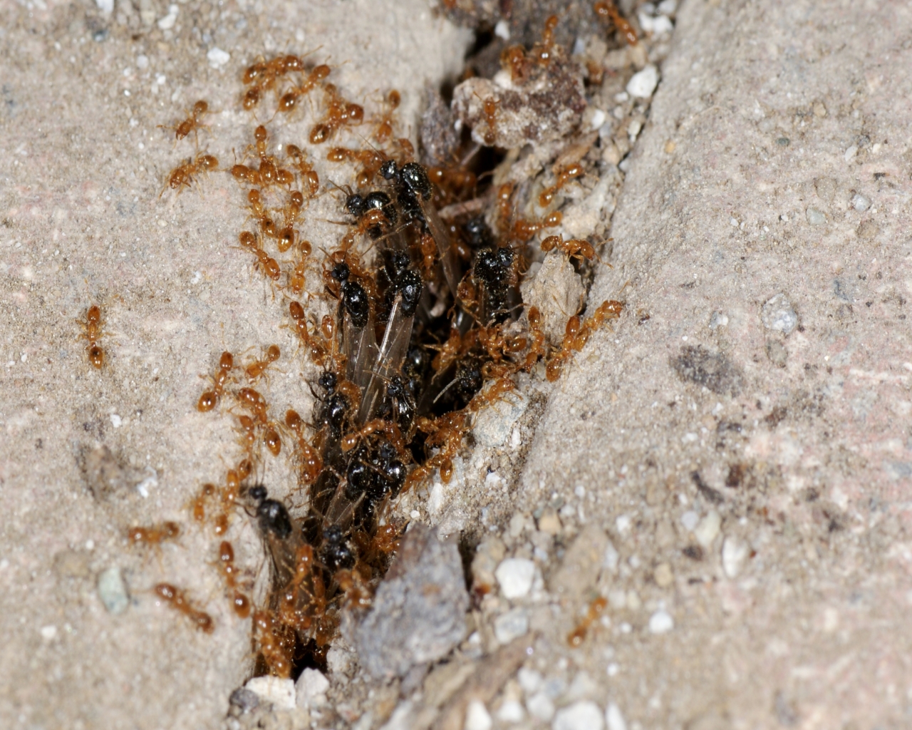 Solenopsis Fugax Male Alates Swarming At Nest Entrance 1 